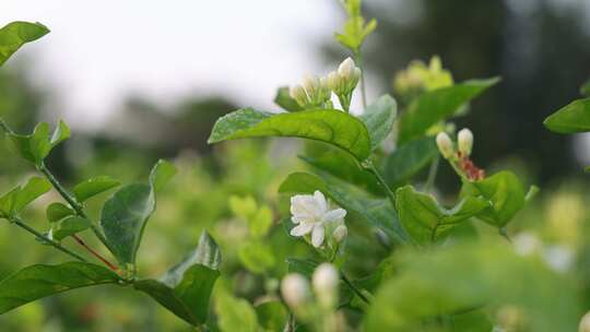 唯美茉莉花与茉莉花茶制作福州茉莉花种植园