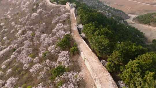 沿长城航拍 春天花开时节 旅游登山访古