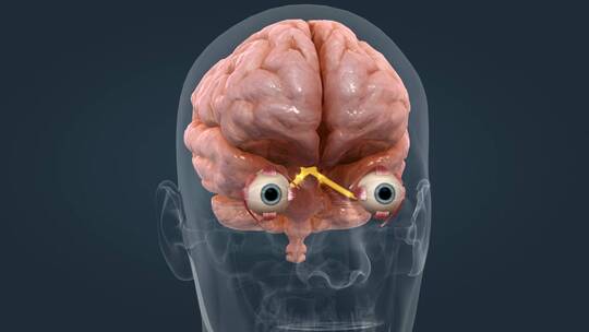 人眼 眼睛 眼球 感觉器官 视觉系统三维动画视频素材模板下载