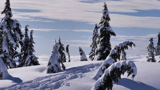 加拿大的一座小山上覆盖着白雪的松林_