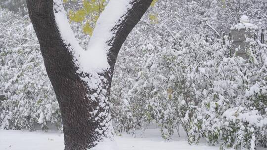 冬天大雪