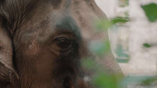 动物园大象特写【4K】