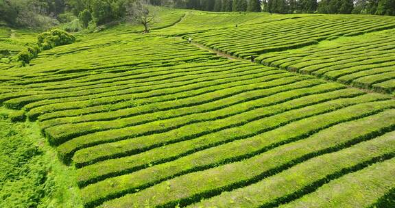 种植园，梯田，茶，绿色