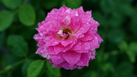 雨中莫奈月季花