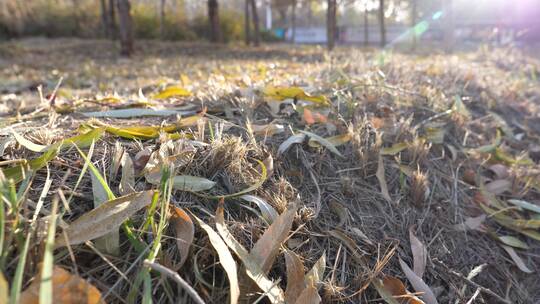 秋天黄昏下的草地