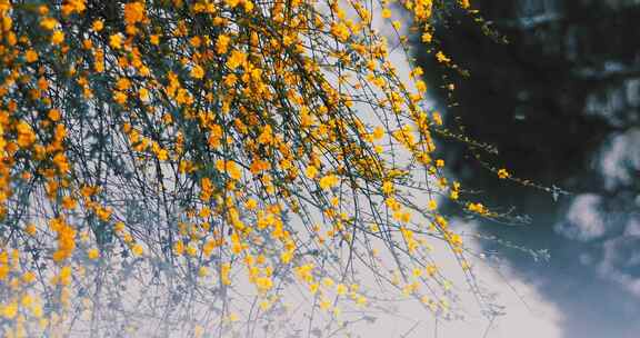 春天的黄色迎春花