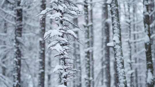 冬天雪景树林雾凇