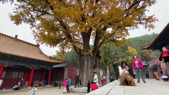 济南淌豆寺千年古银杏树