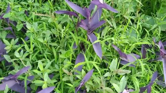 紫色蝴蝶花花朵