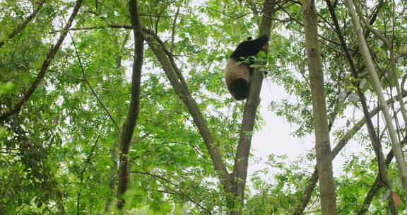可爱的国宝大熊猫春天树林爬树