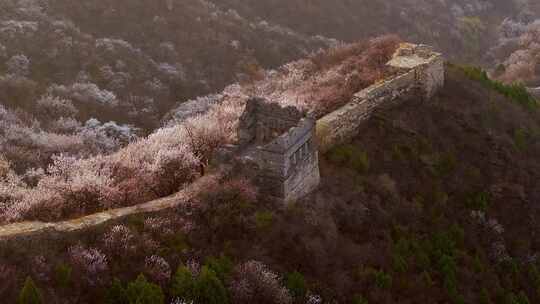 北京河防口长城春季花开航拍