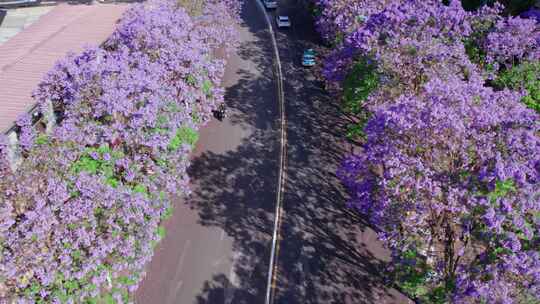 昆明联盟路紫色的蓝花楹4k航拍