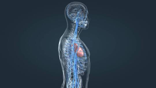 医学3D人体血管心血管循环系统三维动画视频素材模板下载
