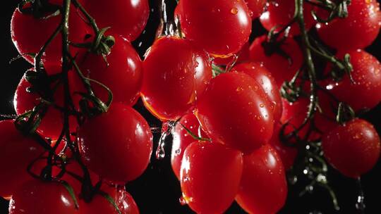 新鲜番茄，慢镜头有机水果绿色生态西红柿