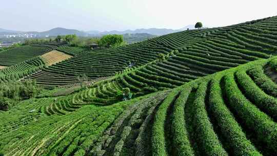 茶田茶树茶农采茶