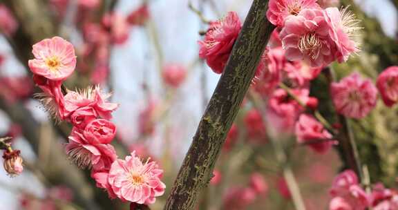 唯美阳光轻轻摇摆梅花 立春花开万物复苏