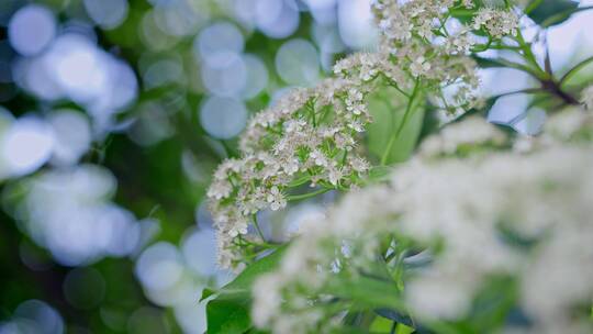 春天春暖花开樱花石楠花植物视频