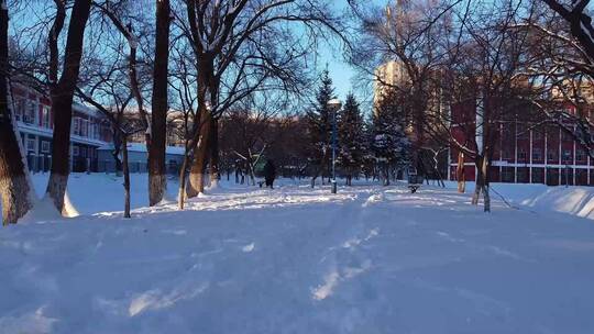 冬天公园老树小河雪景