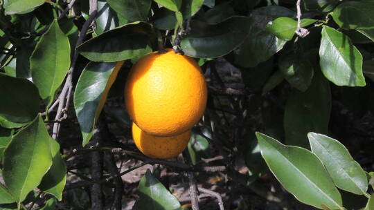挂在树上的橙子特写镜头