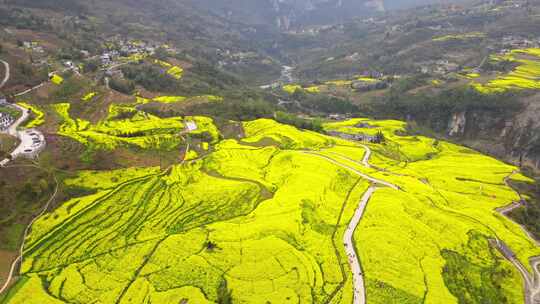 （4k合集）商用春天大山绝壁油菜花花海航拍