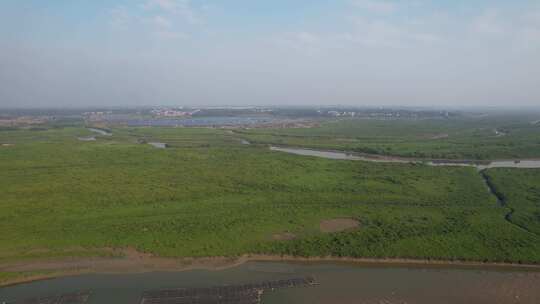 湛江高桥红树林保护区航拍视频素材模板下载