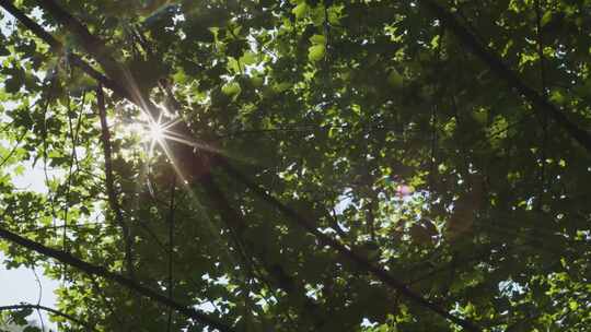阳光透过树林仰视实拍4K视频素材