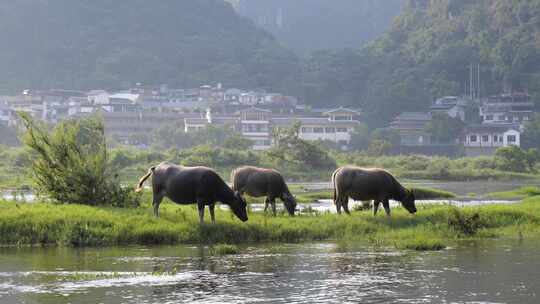 河边水牛吃草 养牛 放牛 牛吃草