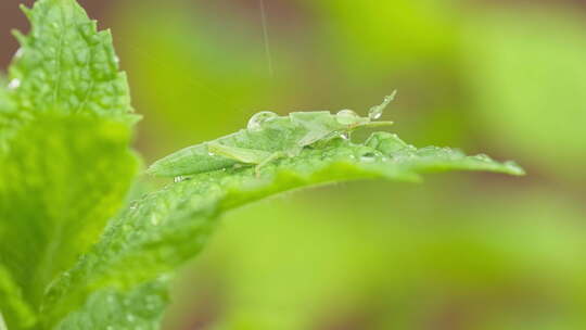 春天下雨薄荷叶短额负蝗虫