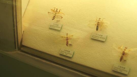 昆虫甲虫巨齿蛉马蜂螳螂独角仙标本