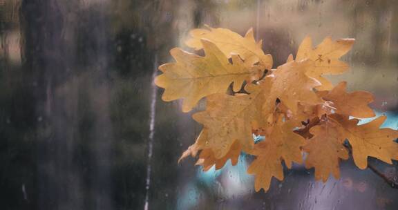 秋天的第一场雨打落在泛黄的树叶上