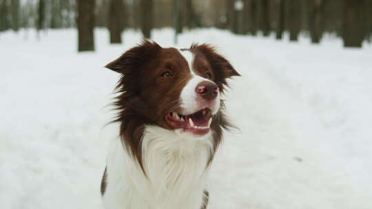 公园里雪中边境牧羊犬的特写，狗宠物坐在雪