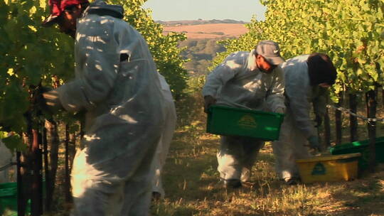 人们在加州圣巴巴拉县葡萄园采摘葡萄
