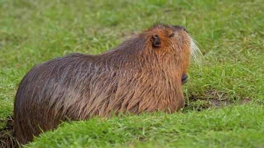 海狸鼠、食草动物、Coypu、啮齿动物