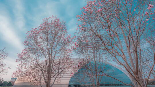 玉兰花国家大剧院