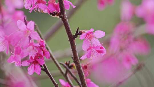 春天粉红色樱花花开