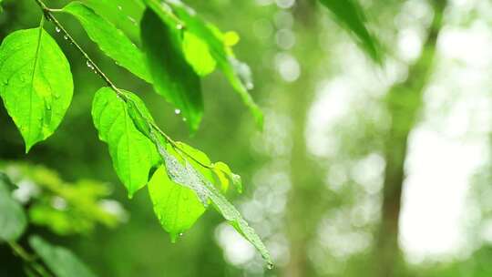 叶子雨滴露珠绿色环保视频素材