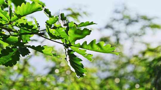 夏季早晨阳光下生长的植物枝头叶子特写