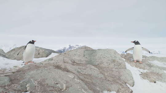 巴布亚企鹅夫妇站雪岩特写视图