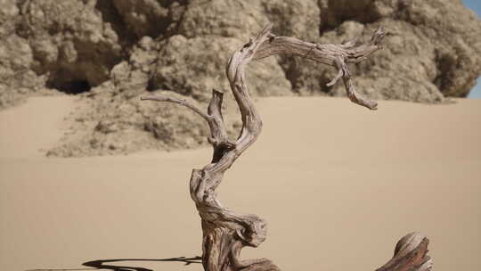 沙漠中的一棵枯树