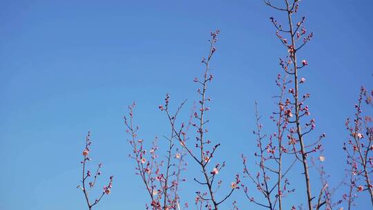 4K花草植物素材——梅花