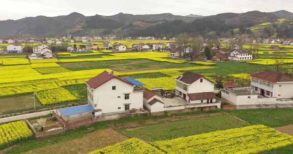 油菜花海