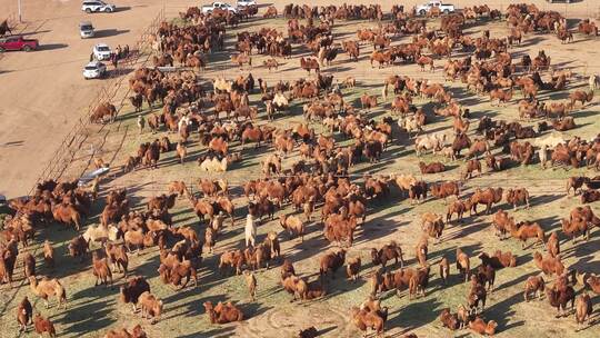 内蒙古阿拉善盟阿右旗骆驼养殖