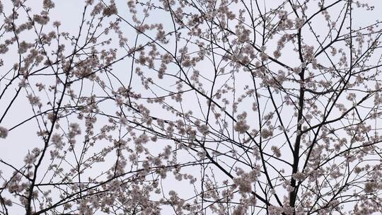 春天阳光下的樱花花朵