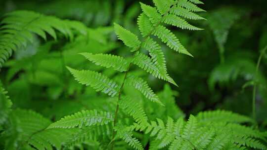 绿色植物雨滴蕨类大自然森林