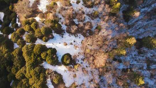 普达措冬天树林雪原植被