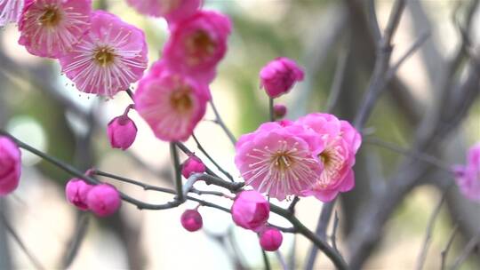 春季红色梅花景观