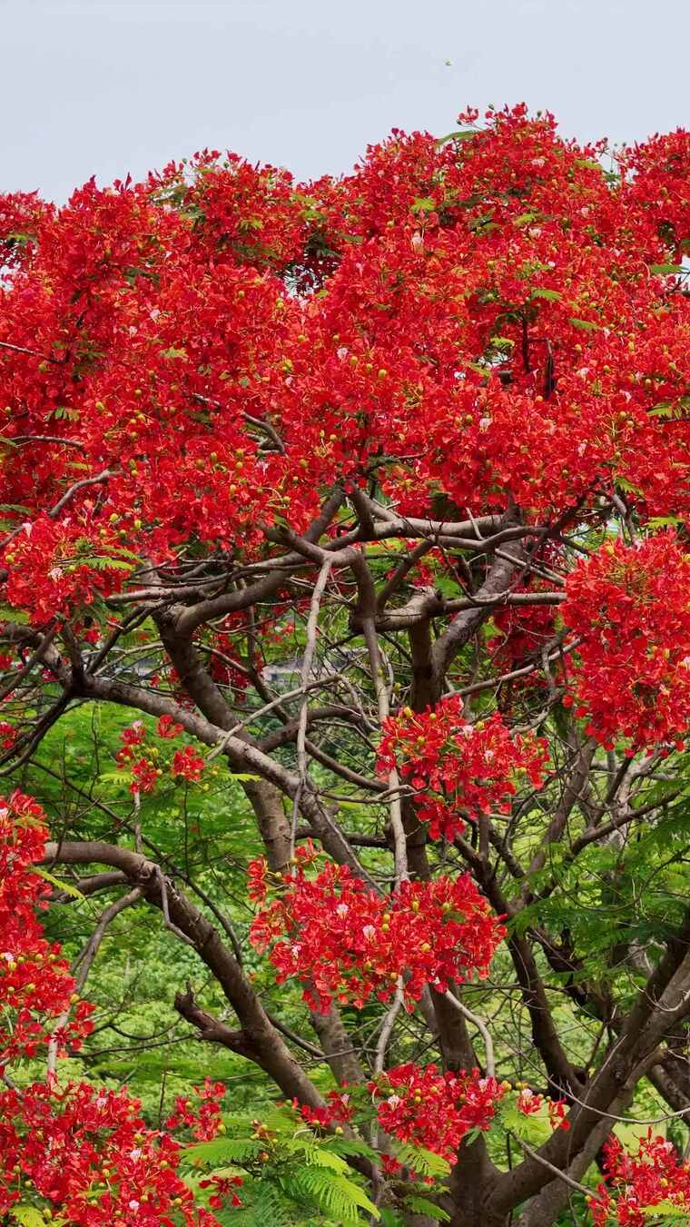 盛开的红色木棉花树
