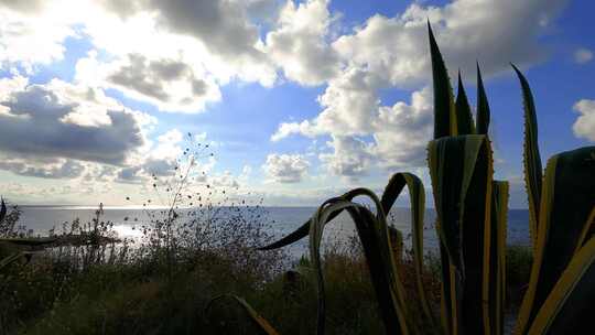 植物前景的海边云层素材