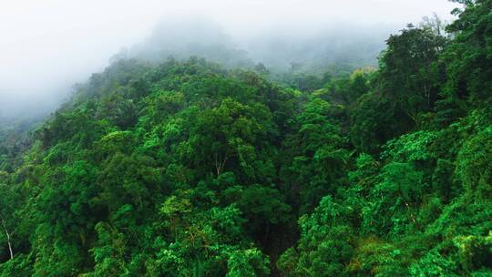 航拍森林云海自然风景