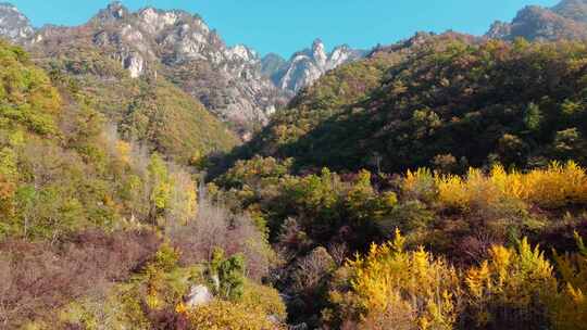 洛阳白河镇千年银杏林秋景实拍实拍